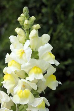 white and yellow flowers with green leaves in the background