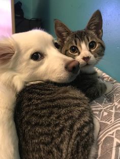 a dog and cat cuddle together on a bed with the caption that says, do not let me know what these two friends are