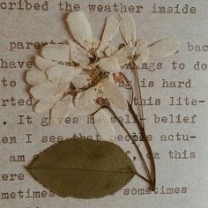 an old book with white flowers and leaves on the page, as well as some words