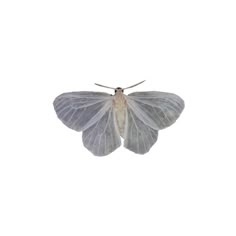 a gray and white moth on a white background