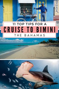 the top tips for a cruise to bhimi in the baamas, and an image of a man standing next to a shark