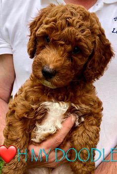 a person holding a small brown dog in their lap with the caption, i love my doodle