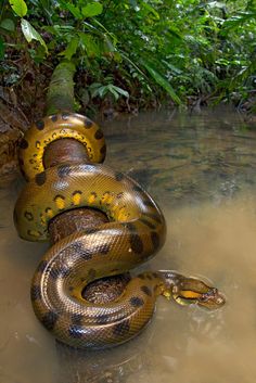 a snake that is laying down in the water