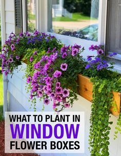 purple flowers in window boxes with the words, what to plant in window boxes