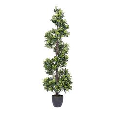 a tall potted plant with green leaves on the top and bottom, in front of a white background