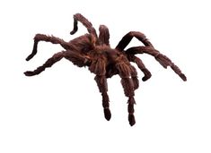 a large brown spider sitting on top of a white wall