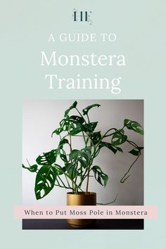 a guide to monstera training when to put moss pot in monteria, with text overlay