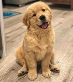 a golden retriever puppy sitting on the floor with his tongue out