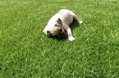 a small dog laying on top of a lush green field