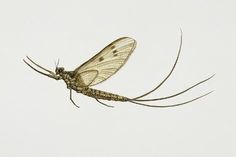 a close up of a mosquito on a white background in the air with its wings spread out