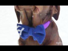 a dog wearing a blue bow tie in the snow