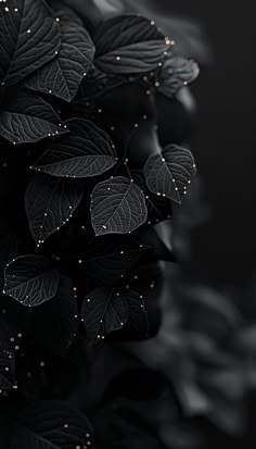 black and white photograph of leaves with gold dots on them in the dark night sky