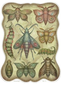 an image of bugs and moths