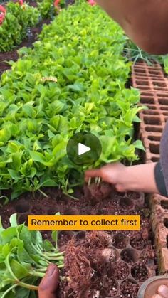 someone is tending to some plants in the garden with words on it that read, remember to collect first