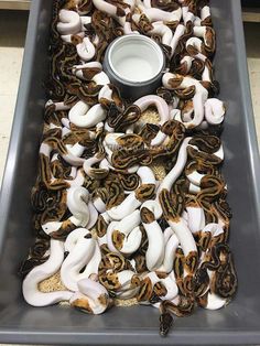 a large tray filled with lots of fake snakes