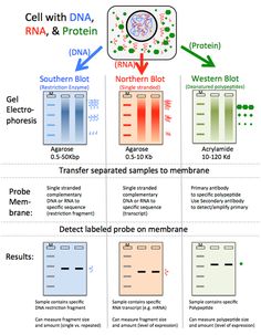 the diagram shows different types of cell membranes