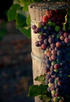 some grapes are hanging from a wooden pole in front of a quote written in two languages