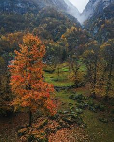 an autumn scene with trees and mountains in the background