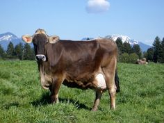 a brown cow standing on top of a lush green field with mountains in the background