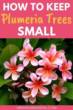 Plumarias Tree, How To Plant Plumeria Cuttings, Types Of Tropical Flowers, Plumeria Bonsai, Arid Garden, Trumpet Plant, Plumeria Care, Frangipani Tree, Plumeria Plant