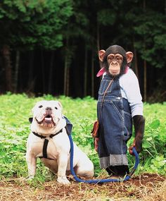 an old man is standing next to a dog in the grass with a monkey on his back