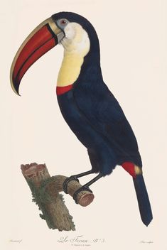 an illustration of a toucan bird sitting on a branch