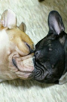 two small dogs are kissing each other on the floor in front of a white rug