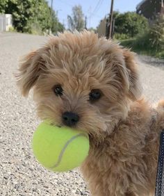 a small dog holding a tennis ball in its mouth