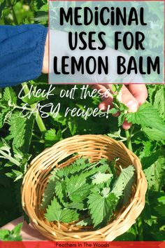 he herb lemon balm Lemon Balm Oxymel, Fresh Lemon Balm Uses, Herbal Remedies For Stomach Bug, How To Use Lemon Balm, Christian Apothecary, Herbalist Garden, Lemon Balm Uses, Lemon Balm Recipes, Crunchy Stuff