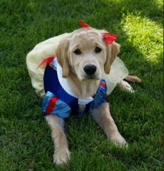 a dog wearing a costume laying in the grass