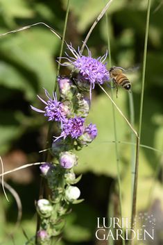 a close up of a flower with a bee on it