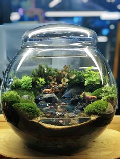 a fish bowl filled with plants and rocks