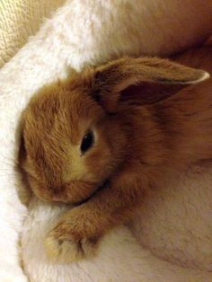 a small brown rabbit sitting on top of a white blanket