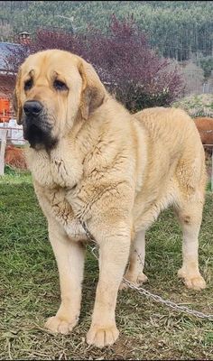 a large brown dog standing on top of a grass covered field