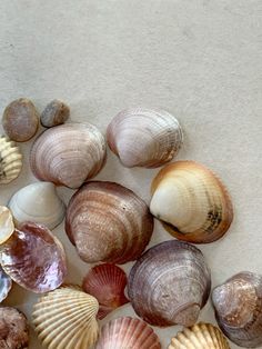 several seashells are arranged on a white surface