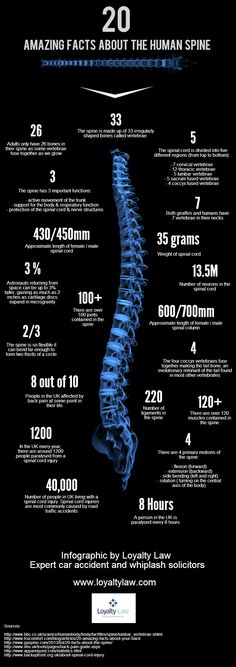 20 Amazing Facts About The Human Spine | Circle of Docs- Chiropractic Social Network Human Body Facts, Human Spine, Family Chiropractic, Colon Health, Chiropractic Wellness, Info Board, Spine Health, Wellness Massage