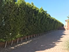 a long row of trees next to a brick walkway in front of a fenced area