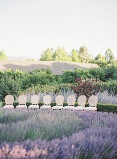 several chairs are lined up in the middle of a lavender field