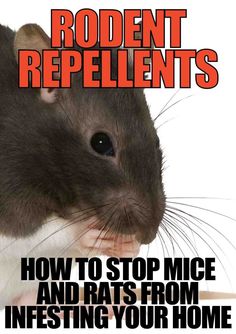 rodent repellents how to stop mice and rats from infesting your home