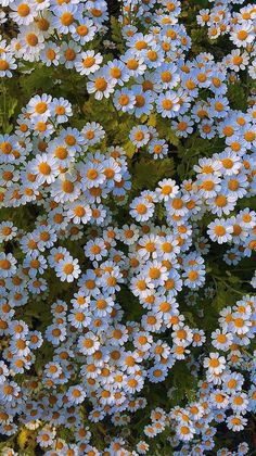 many blue and white flowers with yellow centers