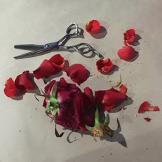 a bunch of red flowers that are on the ground next to scissors and some petals