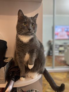 a gray and white cat sitting on top of a shelf