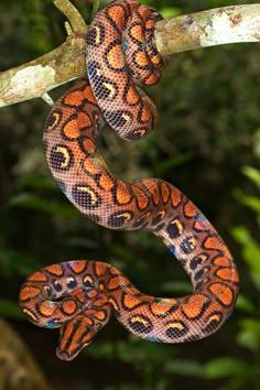 an orange and black snake on a tree branch