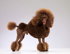 a brown poodle standing on its hind legs