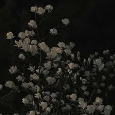 a black and white photo of flowers in the dark