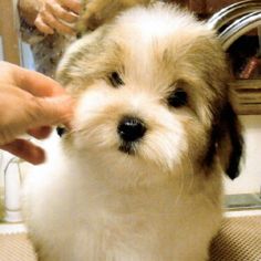 a small white and brown dog getting its hair cut