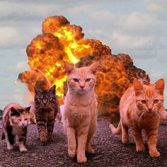 four cats are standing in front of an explosion