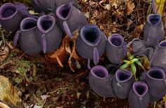 some very pretty green plants growing in the dirt and leaves on the ground with one plant sticking out of it's center