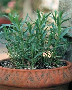 a potted plant sitting on top of a wooden table