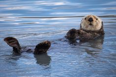 an otter swimming in the water with its paws up